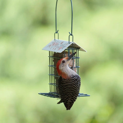 Rustic Black Metal Suet Cage Feeder For Outdoor Bird Watching, Hanging Bird Feeder With One Suet Cake Capacity in use.