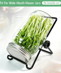 Straight Up Premium 304 Stainless Steel Sprouting Lid For Mason Jars with bean sprouts in a wide-mouth jar and stand.