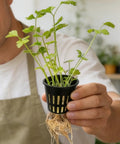 Person holding Hydroponic Net Pots For Soilless Seedlings With Porous Design For Even Watering And Strong Root Foundation