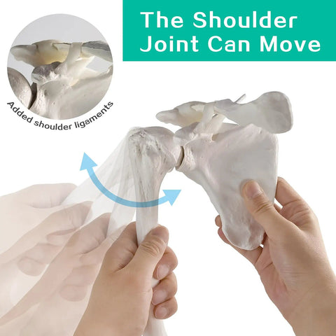 Demonstrating movable shoulder joint on life size upper limb skeleton model with clavicle and scapula for anatomy study.