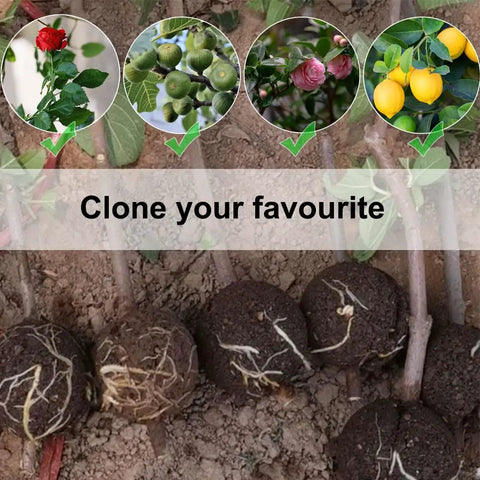 Air Layering Propagation Kit With Zip Ties And No Fuss Reusable Grafting Ball Pods For Fast Plant Rooting And Easy Install Clear Transparent Ball Grafting Boxes Medium Size For Garden And Indoor Use