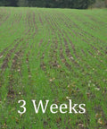Field of young plants 3 weeks after using Workhorse 60 Inch 3 Point Seeder For Category One Hitches With 10 Seed Rows Visible