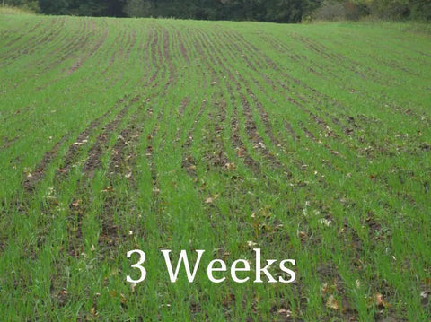 Field of young plants 3 weeks after using Workhorse 60 Inch 3 Point Seeder For Category One Hitches With 10 Seed Rows Visible