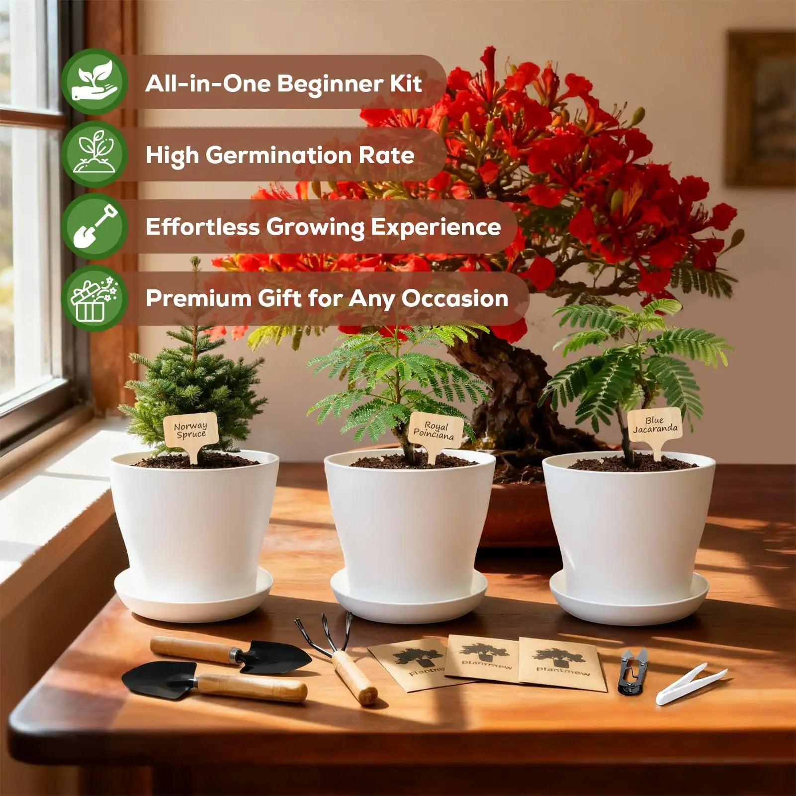 BBページOriginal pot 3点セット Three Bonsai Kits In One Box Starter Set ✓
