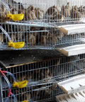 Top Tier Auto Fill Quail Water Cups 12 Pack Yellow Clip On Cage Drinkers for Pigeons Rabbits in use with quails in cages.
