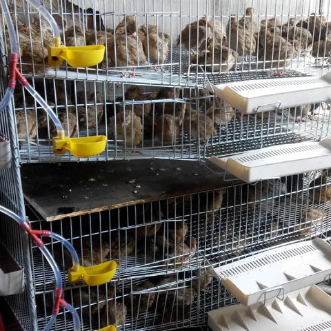 Top Tier Auto Fill Quail Water Cups 12 Pack Yellow Clip On Cage Drinkers for Pigeons Rabbits in use with quails in cages.