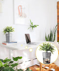 Stealth Mini Flower Pot Safe With Realistic Plant Deco And Key Lock Secret Stash Box For Cash Keys Phones on desk