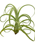 Tillandsia Curly Slim Jumbo Air Plant One Count 5 To 9 Inches, low-maintenance green air plant on white background