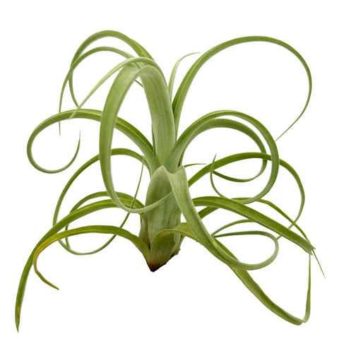 Tillandsia Curly Slim Jumbo Air Plant One Count 5 To 9 Inches, low-maintenance green air plant on white background
