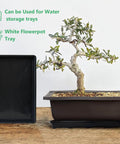 Five Pack Nursery Plant Trays For Potting And Seed Starting Heavy Duty Drainage Water Catcher Trays Large 17.3 By 11.8 Inches Without Holes Black For All Planting Needs shown with bonsai tree using tray
