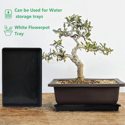 Five Pack Nursery Plant Trays For Potting And Seed Starting Heavy Duty Drainage Water Catcher Trays Large 17.3 By 11.8 Inches Without Holes Black For All Planting Needs shown with bonsai tree using tray