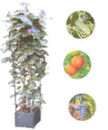 Raised Garden Bed Planter Boxes With Trellis For Climbing Vegetables And Tomatoes And Tomato Cage, Heavy Duty Plant Support