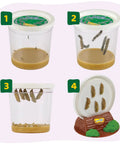 Raise And Release Butterfly Garden Kit for Kids showing caterpillar habitat stages in cups and log with five caterpillars.