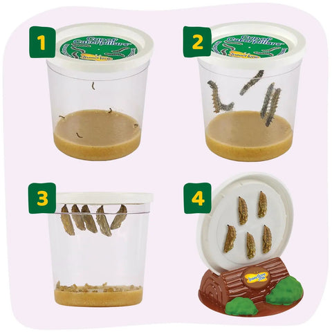 Raise And Release Butterfly Garden Kit for Kids showing caterpillar habitat stages in cups and log with five caterpillars.