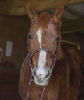 Horse wearing Everyday Raised Fancy Stitched Leather English Schooling Bridle With Laced Reins for all day riding comfort.