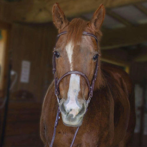 Horse wearing Everyday Raised Fancy Stitched Leather English Schooling Bridle With Laced Reins for all day riding comfort.