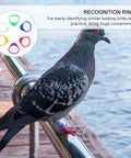 Pigeon wearing a blue band from 200Pcs Pigeon Leg Rings Set For Easy ID Of Pigeons Parrots And Small Birds Colorful Clips Durable Lightweight