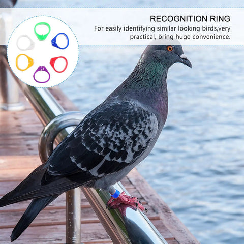 Pigeon wearing a blue band from 200Pcs Pigeon Leg Rings Set For Easy ID Of Pigeons Parrots And Small Birds Colorful Clips Durable Lightweight