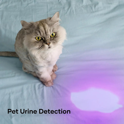 Cat on bed with purple light highlighting stain, using Pack Of Four 365Nm UV Blacklight Flashlights Led Ultraviolet Woods Lamp Detector For Dog Urine Pet Stains On Carpets Rugs And Upholstery For Spotless Floors And Fabrics.