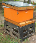 Langstroth hive with Two Pack Beehive Screened Bottom Boards for Langstroth Hives 10 Frame, Beeswax Dipped Cedar Wood setup