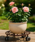 Potted plant on a Three Pack Heavy Duty Metal Plant Caddie With Wheels 13.5 Inch Rolling Stand, rustproof iron with bronze finish, smooth casters.
