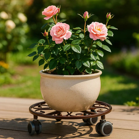 Potted plant on a Three Pack Heavy Duty Metal Plant Caddie With Wheels 13.5 Inch Rolling Stand, rustproof iron with bronze finish, smooth casters.
