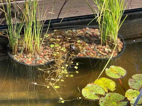 Contour Kidney Shaped Plastic Slotted Mesh Pond Plant Basket 17 Inch Long with aquatic plants in a pond setting