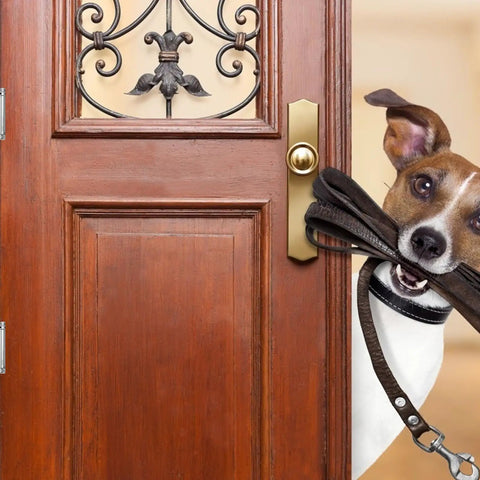 Dog holding leash in mouth peering through wooden door with decorative wrought iron design