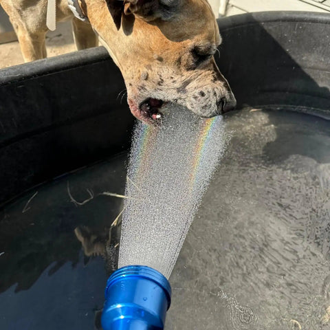 Dog drinking from blue Watering Wand Sprayer With Stainless Head 24 Inch Reach For Hanging Baskets And Garden Plants.
