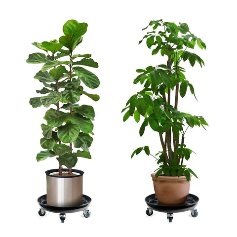 Heavy Duty Plant Caddy With Universal Wheels 3 Pack Black Round Plant Stand Trolley For Indoor And Outdoor Use Supports Up To 330 Lbs Frosted Non Slip Tray For Stable Plant Base 14 Inch Outer Diameter