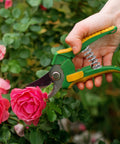 Hand holding green garden shears trimming pink rose bush, visible spring mechanism.