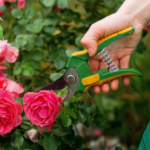 Hand holding green garden shears trimming pink rose bush, visible spring mechanism.