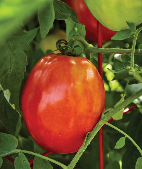 Gladiator Hybrid Red Tomato Seeds For Home Garden Non GMO Indeterminate Slicing And Paste Tomatoes 8 Oz Fruit