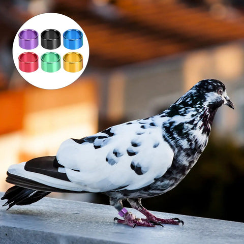 Pigeon with 18 Piece Aluminum Pigeon Rings Colorful Bird ID Bands For Pigeon Feet Tagging And Leg Marking Reusable Lightweight Bird Bands