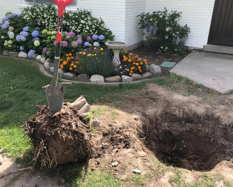 Heavy Duty Garden Shovel With Serrated Blade For Root Cutting And Digging In Tough Soil near dug-up root ball in yard