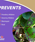 Image of leaves with fungal spots next to text highlighting Captain Jack's Rose Rx 4 In 1 Insect And Disease Control with Neem Oil benefits.