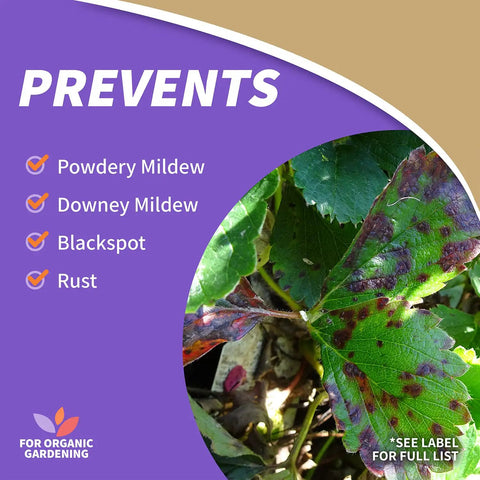 Image of leaves with fungal spots next to text highlighting Captain Jack's Rose Rx 4 In 1 Insect And Disease Control with Neem Oil benefits.