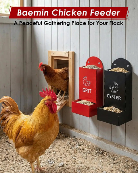 Automatic Gravity Fed Chicken Oyster Shell Feeder 2 Pack Large Capacity Grit Dispenser in chicken coop with hens.