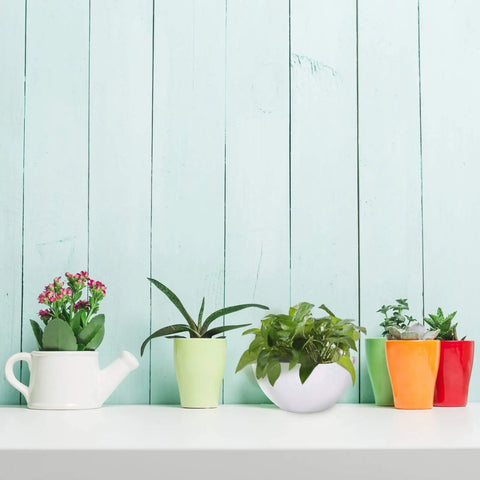 Assorted small indoor plants in colorful pots on a shelf against a light blue wooden background