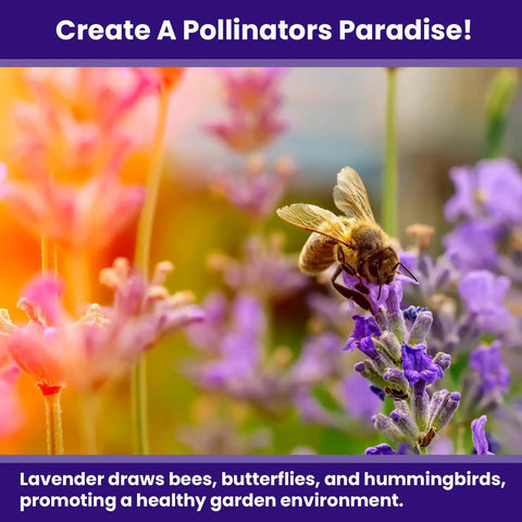 English Lavender Seeds For Indoor And Outdoor Planting With High Germination, Non-GMO Heirloom Herb Seeds, Fragrant Blooms For Gardens, Borders And Containers, Sweet Starter Kit 1 Pack