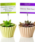 Two potted succulents with name tags held by 40 Piece Metal Wire Long Tailed Alligator Clip Set For Crafts And DIY Projects Ideal For Pics, Cards, Memos, And Displays, 6 Inch Long Clips For Organizing Pics, Cards, Props, And Craft Displays