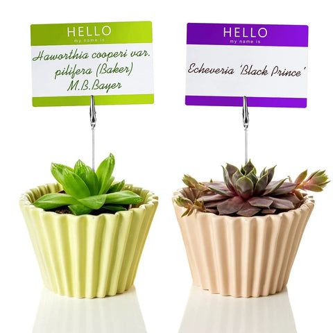 Two potted succulents with name tags held by 40 Piece Metal Wire Long Tailed Alligator Clip Set For Crafts And DIY Projects Ideal For Pics, Cards, Memos, And Displays, 6 Inch Long Clips For Organizing Pics, Cards, Props, And Craft Displays