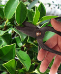 Solid Bonsai Tools Essentials Set With 8 Inch Concave Cutter And 7 Inch Heavy Duty Shear For Precise Trimming Hand Forged Carbon Steel Blades Ergonomic Grip Great For Beginners And Pros, hand trimming bonsai leaves