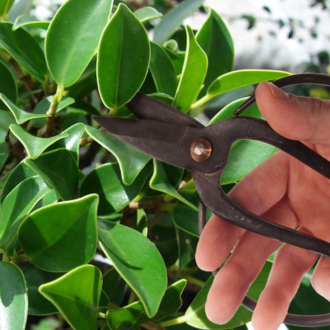 Solid Bonsai Tools Essentials Set With 8 Inch Concave Cutter And 7 Inch Heavy Duty Shear For Precise Trimming Hand Forged Carbon Steel Blades Ergonomic Grip Great For Beginners And Pros, hand trimming bonsai leaves