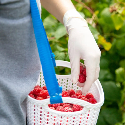 Person wearing Medium Nitrile Disposable Gloves 4 Mil Powder Free Latex Free Exam Gloves 100 Count for safe work, picking raspberries.