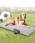 Heavy Duty Workhorse Electronic Platform Scale Built Tough For Livestock Shipping Large Breed Dog Weighing, dog on stainless steel scale.