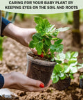 Hands holding plant in clear 4-inch plant pot with drainage holes, showcasing root growth and soil monitoring
