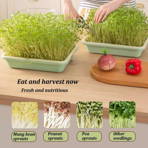 Close-up of hands harvesting fresh sprouts on a kitchen counter.