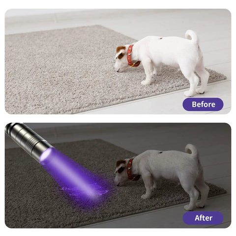 Two Pack 395nm UV Black Light Flashlights Mini Pen Light With Clip Waterproof For Pet Urine Stains Bed Bugs Hotel Inspection Dry Stains Leak Detection Scorpion Areas And Hidden Marks, dog carpet before after
