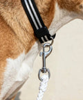 Badass Heavy Duty Swivel Flag Clips 4 Pack All Weather Zinc Alloy Snap Hooks connected to a black and white dog leash.